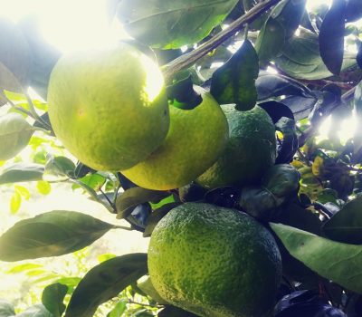 82052014_1891214324355976_7635087470027079680_n